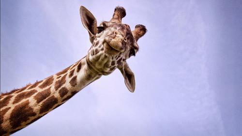 Natural World Season 38 Episode 2 - Nature's Biggest Beasts