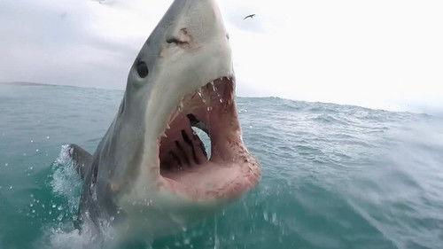 When Sharks Attack Season 5 Episode 6 - Trouble in Socal