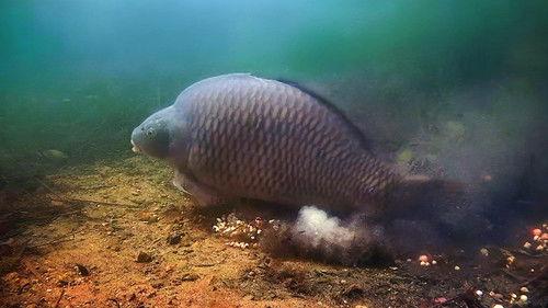 The Grand Fishing Adventure Season 3 Episode 2 - Grenville, UK