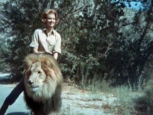 Daktari Season 3 Episode 3 - Crime Wave at Wameru