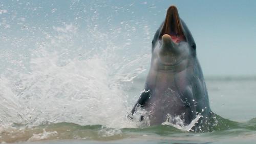 Mammals Season 1 Episode 3 - Water