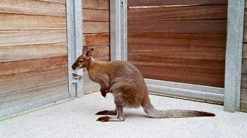 Tierärztin Dr. Mertens Season 1 Episode 12 - Episode 12