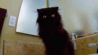 My Cat from Hell Season 6 Episode 4 - Reese the Ripper