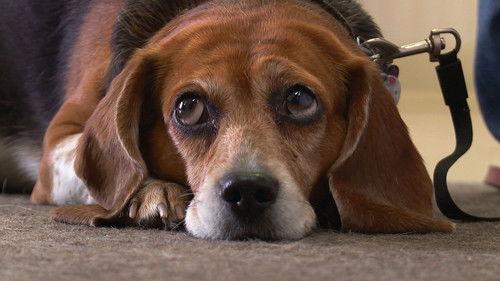 The Incredible Dr. Pol Season 12 Episode 4 - Pop! Goes the Beagle