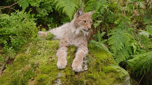 Dyrepasserne Season 11 Episode 14 - Episode 14