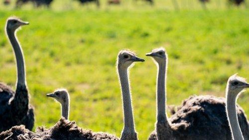 Wie is de Mol? Season 23 Episode 6 - Episode 6