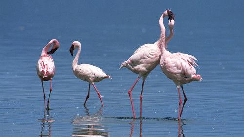 Natural World Season 33 Episode 3 - The Mating Game