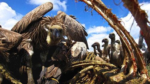 Natural World Season 33 Episode 10 - Vultures: Beauty in the Beast