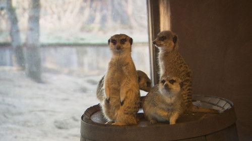 Dyrepasserne Season 7 Episode 3 - Episode 3