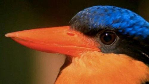 Wild Down Under Season 1 Episode 1 - Wild Down Under