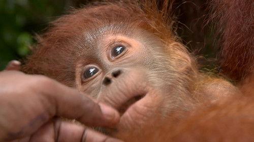 72 Cutest Animals Season 1 Episode 4 - Small and Tall