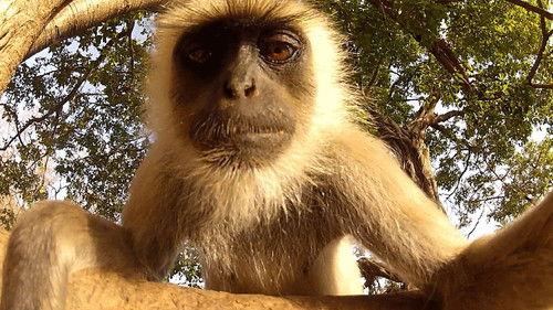 Party Animals Season 1 Episode 9 - Wild Animal Selfies