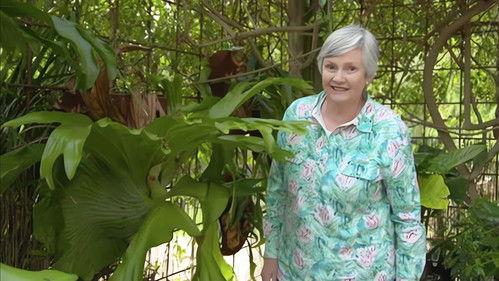 Gardening Australia Season 33 Episode 24 - Episode 24 Ferns, Trellis, Water, Courtyard & Wagtail