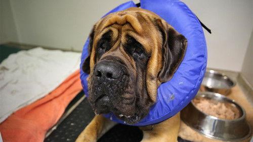 The Supervet: Noel Fitzpatrick Season 15 Episode 3 - Episode 3