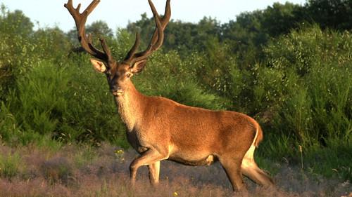 Nature Season 33 Episode 8 - Wild France