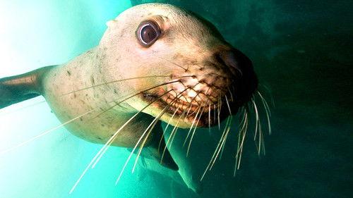 Nature's Great Events Season 1 Episode 6 - The Great Feast