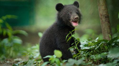 Born to Be Wild Season 1 Episode 1 - The Moon Bear Cub