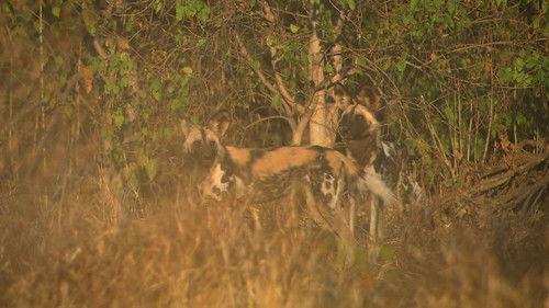 Africa's Deadliest Season 5 Episode 2 - Fangs that Kill