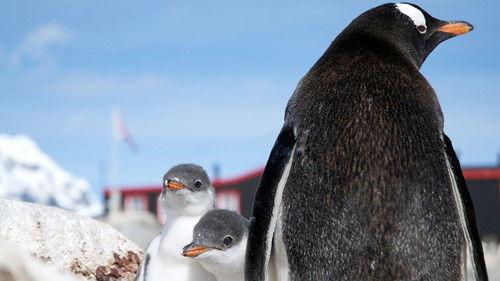 Natural World Season 34 Episode 7 - Penguin Post Office
