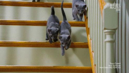 Too Cute Season 2 Episode 2 - Jungle Kitties & Baby Skunks