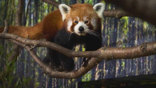 Dyrepasserne Season 10 Episode 7 - Episode 7