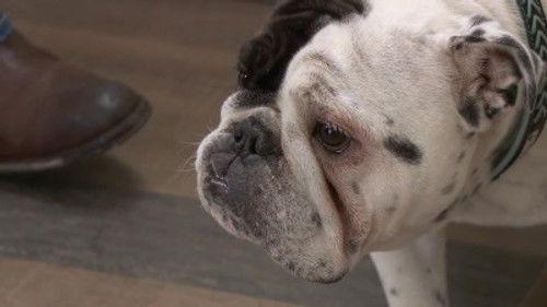 The Incredible Dr. Pol Season 15 Episode 1 - Boot-Scootin' Boogie