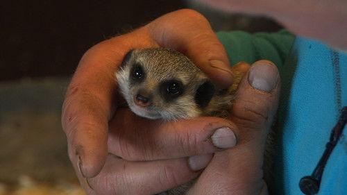 Dyrepasserne Season 4 Episode 1 - Program 1