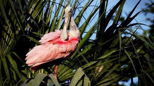 Natural World Season 39 Episode 1 - Florida: America's Animal Paradise