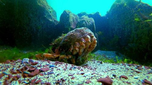 Wales: Land of the Wild Season 1 Episode 3 - The Heat is On