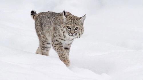 Epic Yellowstone Season 1 Episode 1 - Fire and Ice