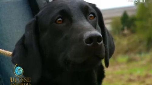 Ulisse - Il piacere della scoperta Season 15 Episode 5 - Viaggio nella mente degli animali (seconda versione)