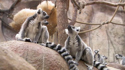 Dyrepasserne Season 7 Episode 7 - Episode 7