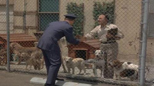 I Dream of Jeannie Season 2 Episode 6 - What's New, Poodle Dog?