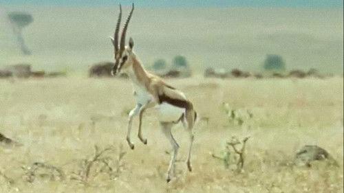 Trials of Life Season 1 Episode 10 - Talking to Strangers