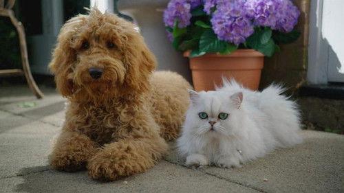 Waffle the Wonder Dog Season 1 Episode 13 - Waffle's Doggy Buddies