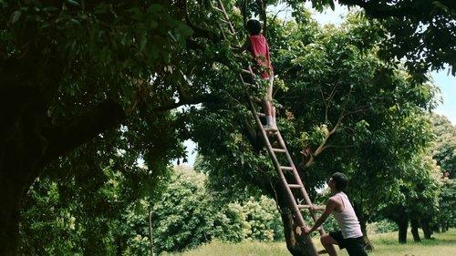 Secrets Happened on the Litchi Island Season 1 Episode 1 - Licorice Wax Apple