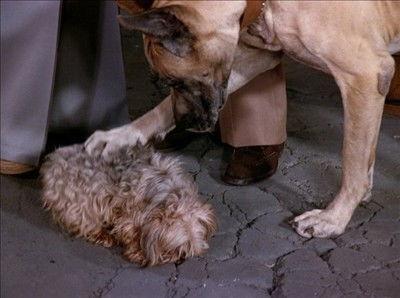 The Love Boat Season 2 Episode 22 - The Decision/Poor Little Rich Girl/Love Me, Love My Dog