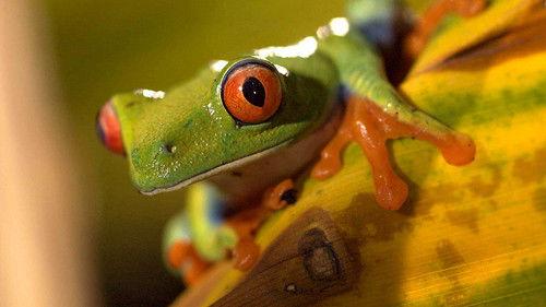 Life in Cold Blood Season 1 Episode 2 - Land Invaders