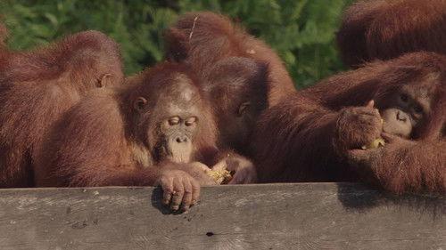 Orangutan Jungle School Season 1 Episode 6 - Weighs And Means