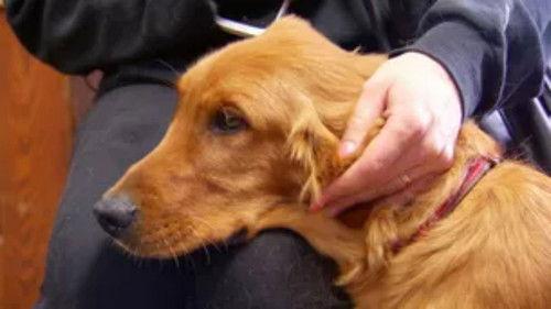 Dr. Jeff: Rocky Mountain Vet Season 1 Episode 5 - Mile High Mutt