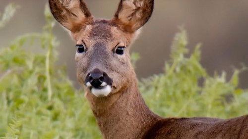 Countryfile Season 37 Episode 6 - Ashdown Forest