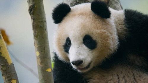 Superquark Season 29 Episode 5 - The most hostile environments for finding a partner