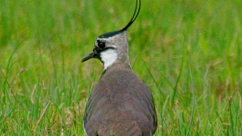 Wales: Land of the Wild Season 1 Episode 2 - The Trials of Spring