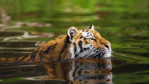 Dyrepasserne Season 14 Episode 10 - Tiger På Tur