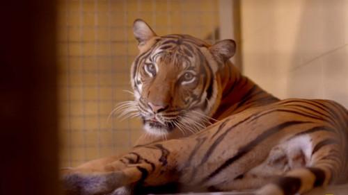 Secrets of the Zoo: Tampa Season 4 Episode 8 - A Tiger's Tale