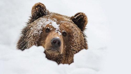 Natural World Season 39 Episode 5 - Meet the Bears