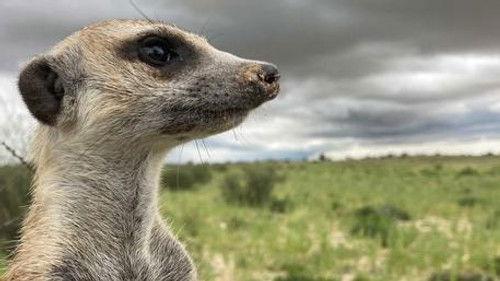 Meerkat Manor: Rise of the Dynasty Season 1 Episode 10 - Homecomings