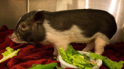 Dr. K's Exotic Animal ER Season 1 Episode 5 - Pot-Bellied Pig Out