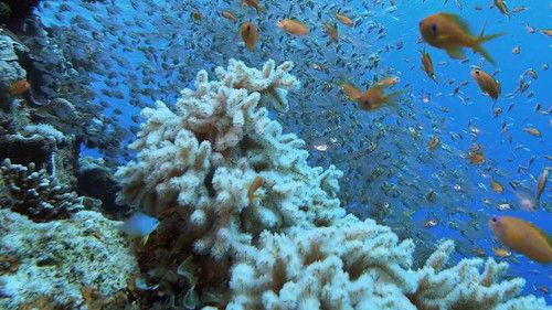 Mysterious Islands Season 1 Episode 2 - Murder Island Mutiny