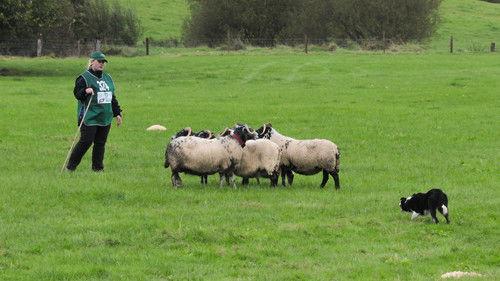 Sheepdog Showdown Season 1 Episode 1 - Episode 1